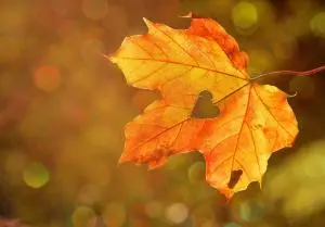 Herbstlaub